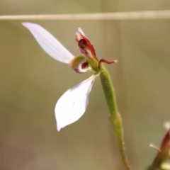 Eriochilus cucullatus (Parson's Bands) at Mongarlowe, NSW - 10 Mar 2023 by LisaH