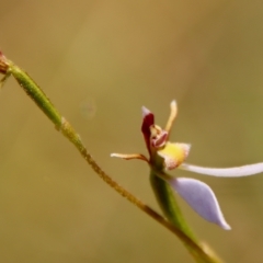 Eriochilus cucullatus at Mongarlowe, NSW - 10 Mar 2023