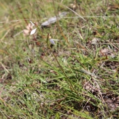 Eriochilus cucullatus at Mongarlowe, NSW - 10 Mar 2023