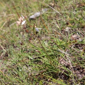 Eriochilus cucullatus at Mongarlowe, NSW - 10 Mar 2023