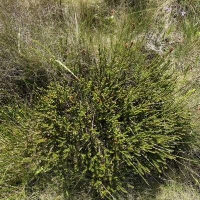 Epacris microphylla (Coral Heath) at Namadgi National Park - 19 Feb 2023 by Tapirlord