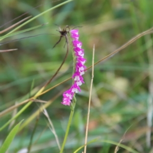 Spiranthes australis at Mongarlowe, NSW - suppressed