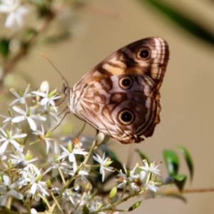 Geitoneura acantha at Mongarlowe, NSW - suppressed