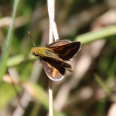 Taractrocera papyria (White-banded Grass-dart) at Mongarlowe, NSW - 10 Mar 2023 by LisaH