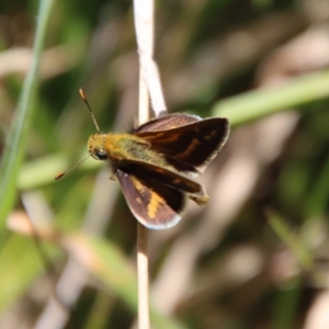 Taractrocera papyria at Mongarlowe, NSW - suppressed