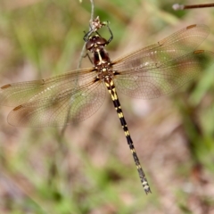 Synthemis eustalacta (Swamp Tigertail) at Mongarlowe River - 10 Mar 2023 by LisaH