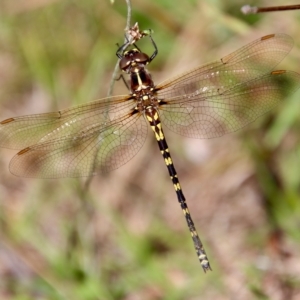 Synthemis eustalacta at Mongarlowe, NSW - suppressed