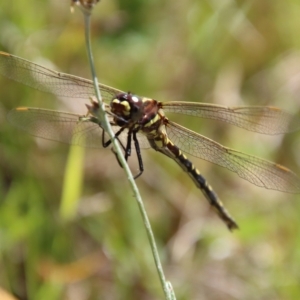 Synthemis eustalacta at Mongarlowe, NSW - suppressed