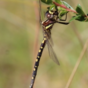 Synthemis eustalacta at Mongarlowe, NSW - suppressed