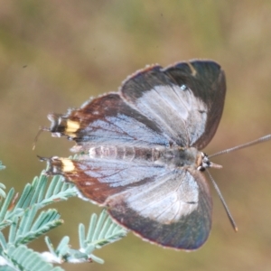 Jalmenus evagoras at Paddys River, ACT - 10 Mar 2023