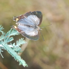 Jalmenus evagoras at Paddys River, ACT - 10 Mar 2023 02:41 PM