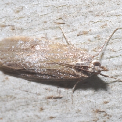 Unidentified Moth (Lepidoptera) at Tidbinbilla Nature Reserve - 10 Mar 2023 by Harrisi