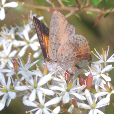 Paralucia aurifera (Bright Copper) at Tidbinbilla Nature Reserve - 10 Mar 2023 by Harrisi