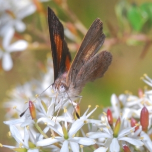 Paralucia aurifera at Paddys River, ACT - 10 Mar 2023