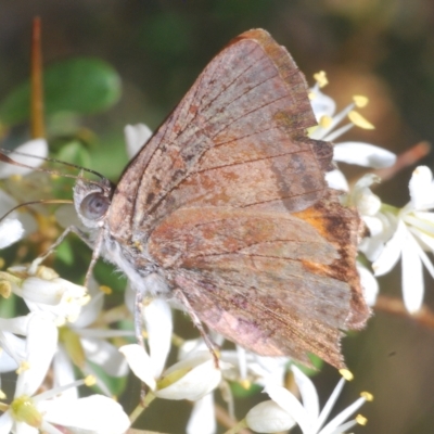 Paralucia aurifera (Bright Copper) at Gibraltar Pines - 10 Mar 2023 by Harrisi