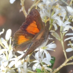 Paralucia aurifera at Paddys River, ACT - 10 Mar 2023 04:53 PM