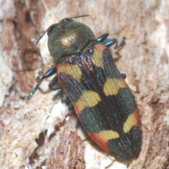 Castiarina sexplagiata (Jewel beetle) at Gibraltar Pines - 10 Mar 2023 by Harrisi