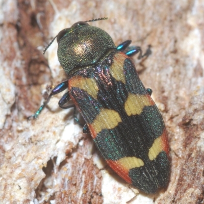 Castiarina sexplagiata (Jewel beetle) at Gibraltar Pines - 10 Mar 2023 by Harrisi