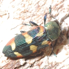 Castiarina sexplagiata at Paddys River, ACT - 10 Mar 2023