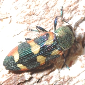 Castiarina sexplagiata at Paddys River, ACT - 10 Mar 2023 04:50 PM