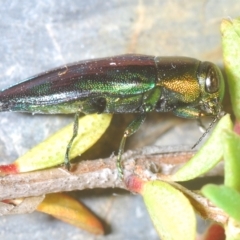 Melobasis purpurascens at Tinderry, NSW - suppressed