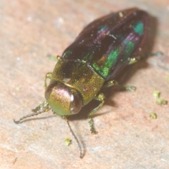 Melobasis purpurascens at Tinderry, NSW - suppressed