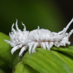 Cryptolaemus montrouzieri (Mealybug ladybird) at Wellington Point, QLD - 11 Mar 2023 by TimL