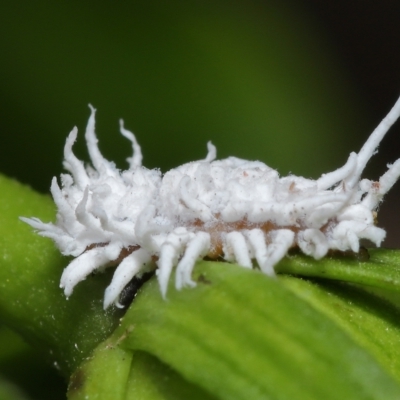 Cryptolaemus montrouzieri (Mealybug ladybird) at Wellington Point, QLD - 10 Mar 2023 by TimL