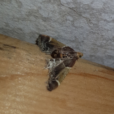 Pyralis farinalis (Meal Moth (Pyralinae) at Kambah, ACT - 12 Mar 2023 by MatthewFrawley