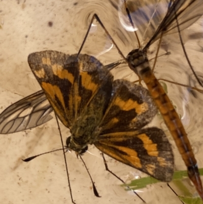Ocybadistes walkeri (Green Grass-dart) at Jerrabomberra, NSW - 13 Mar 2023 by SteveBorkowskis