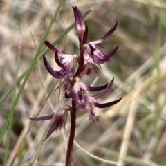 Corunastylis ostrina at Mongarlowe, NSW - suppressed