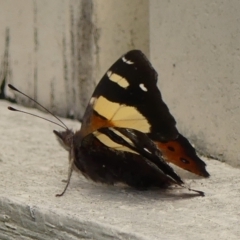 Vanessa itea (Yellow Admiral) at Braemar, NSW - 2 Mar 2023 by Curiosity