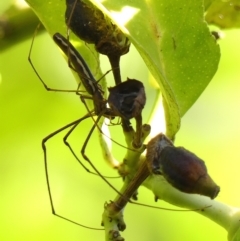 Tetragnatha demissa (Crouching Long-jawed Spider) at Braemar, NSW - 7 Mar 2023 by Curiosity