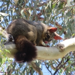 Trichosurus vulpecula (Common Brushtail Possum) at Australian National University - 11 Mar 2023 by Christine