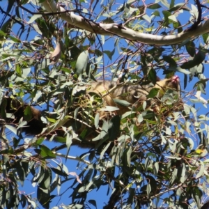 Trichosurus vulpecula at Acton, ACT - 12 Mar 2023