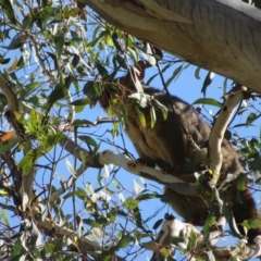 Trichosurus vulpecula at Acton, ACT - 12 Mar 2023