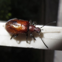Ecnolagria sp. (genus) (A brown darkling beetle) at Flynn, ACT - 9 Mar 2023 by Christine