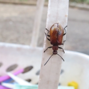 Ecnolagria sp. (genus) at Flynn, ACT - 10 Mar 2023