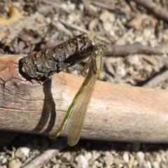Coenagrionidae sp. (family) (Unidentified damselfly) at Tidbinbilla Nature Reserve - 8 Mar 2023 by Christine