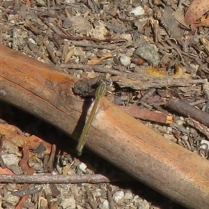 Coenagrionidae sp. (family) at Paddys River, ACT - 8 Mar 2023