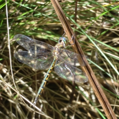 Hemicordulia australiae (Australian Emerald) at Tidbinbilla Nature Reserve - 8 Mar 2023 by Christine