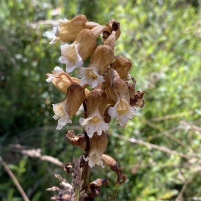 Gastrodia procera (Tall Potato Orchid) at Namadgi National Park - 19 Feb 2023 by Tapirlord