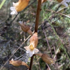 Gastrodia procera (Tall Potato Orchid) at Cotter River, ACT - 19 Feb 2023 by Tapirlord