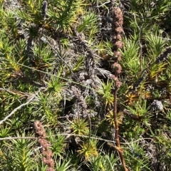 Richea continentis (Candle Heath) at Namadgi National Park - 19 Feb 2023 by Tapirlord