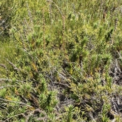 Dracophyllum continentis at Cotter River, ACT - 19 Feb 2023 02:48 PM