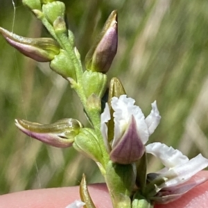 Paraprasophyllum alpestre at Cotter River, ACT - suppressed