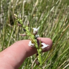 Paraprasophyllum alpestre at Cotter River, ACT - suppressed