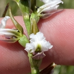 Paraprasophyllum alpestre at Cotter River, ACT - suppressed