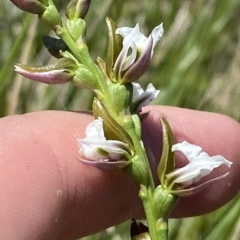 Paraprasophyllum alpestre at Cotter River, ACT - suppressed