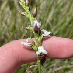 Paraprasophyllum alpestre at Cotter River, ACT - suppressed